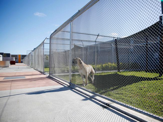 large dog at the mickleham quarantine facility in Australia 