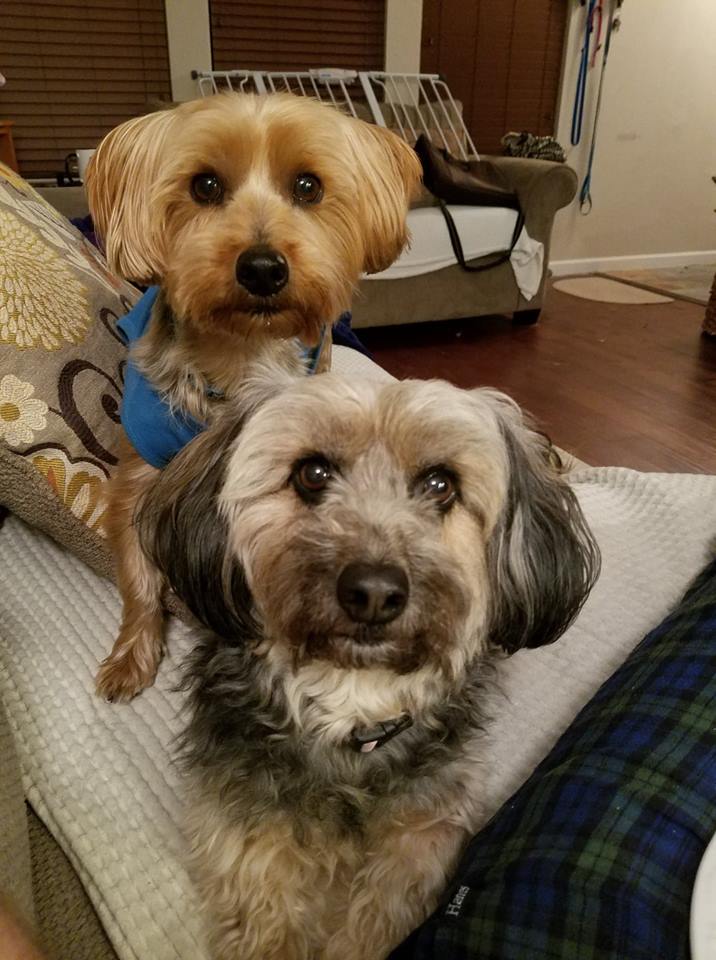 Two rescue dogs, Teddy and Bailey