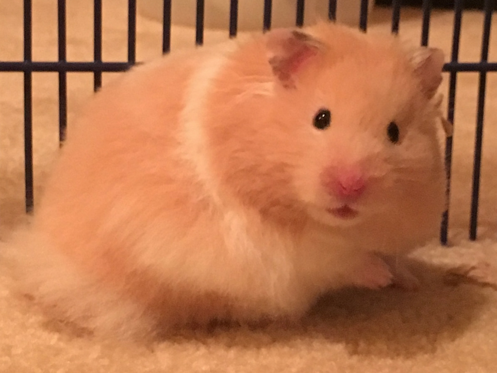 hamster relocates cross country united states