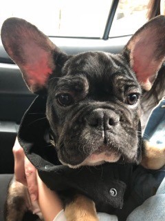 Shipping french bulldog to Indonesia