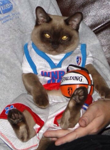 cute cat in basketball jersey moves to the United states 