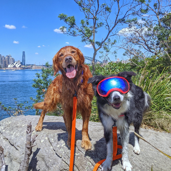 Two dogs flew to Australia