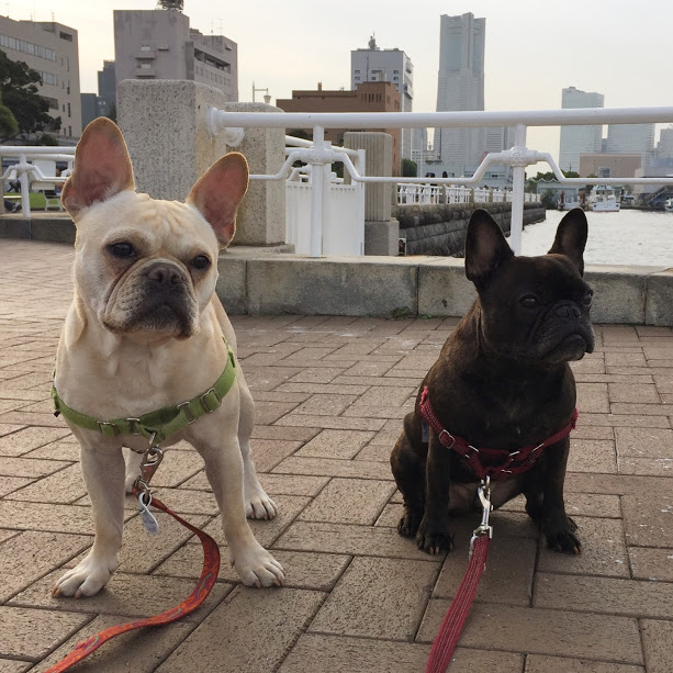 Two French bulldogs imported into Japan 