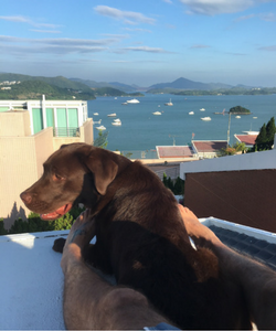 Dog in new home after relocation to hong kong 