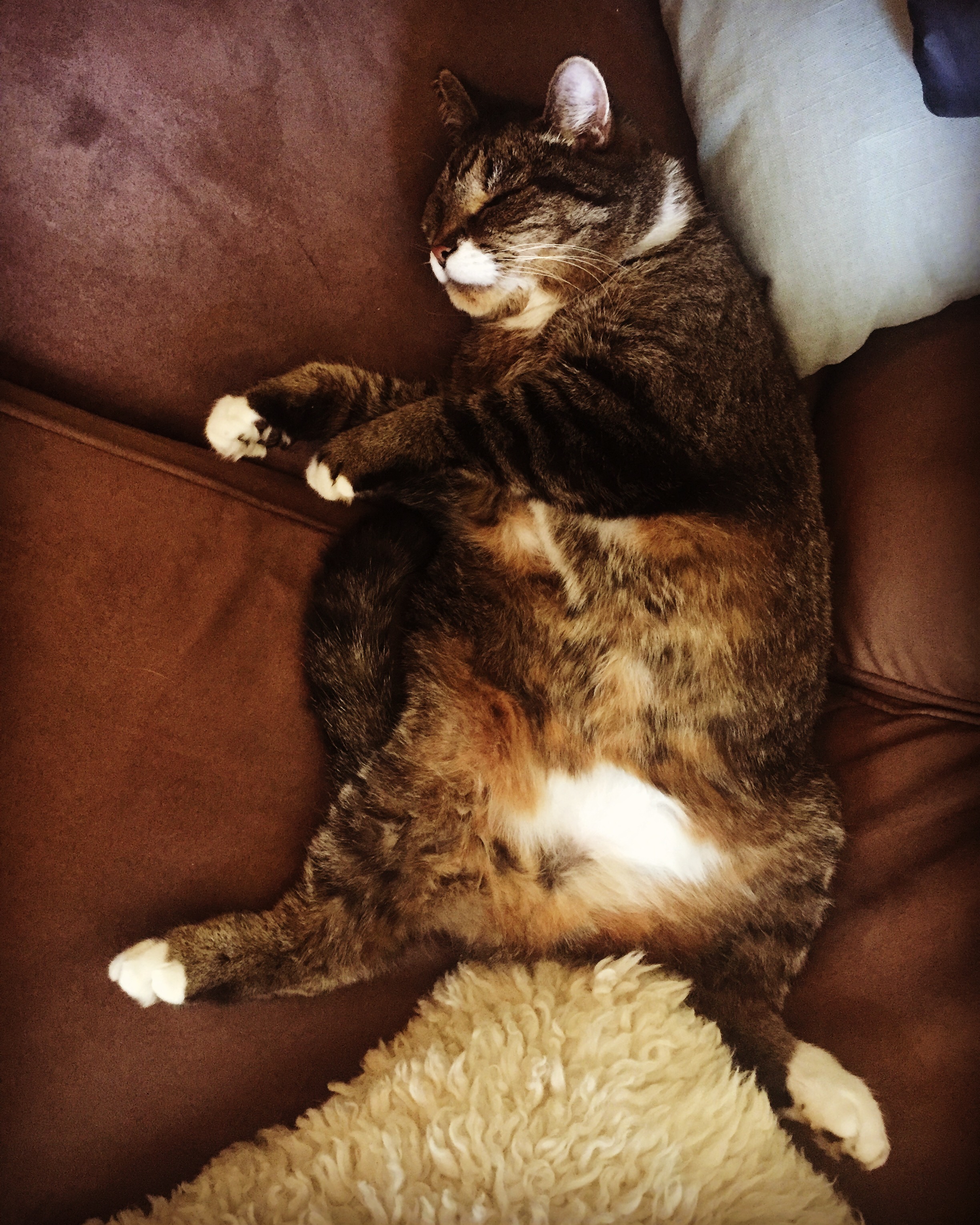 Ralph enjoying a cat nap after his move to Australia 