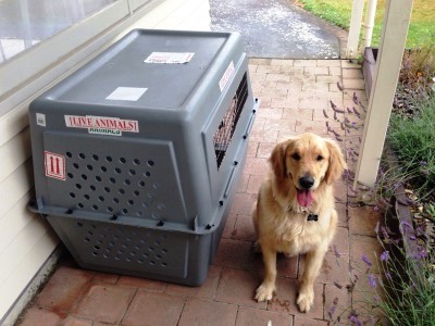 Golden Retriever moved to New Zealand