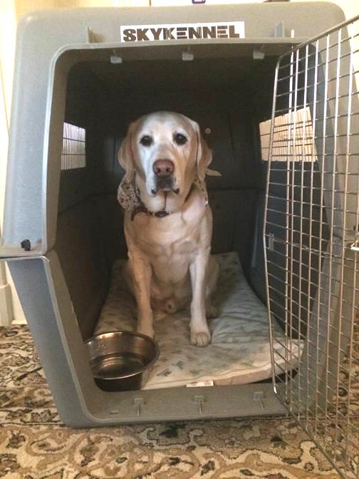 crate training your dog 