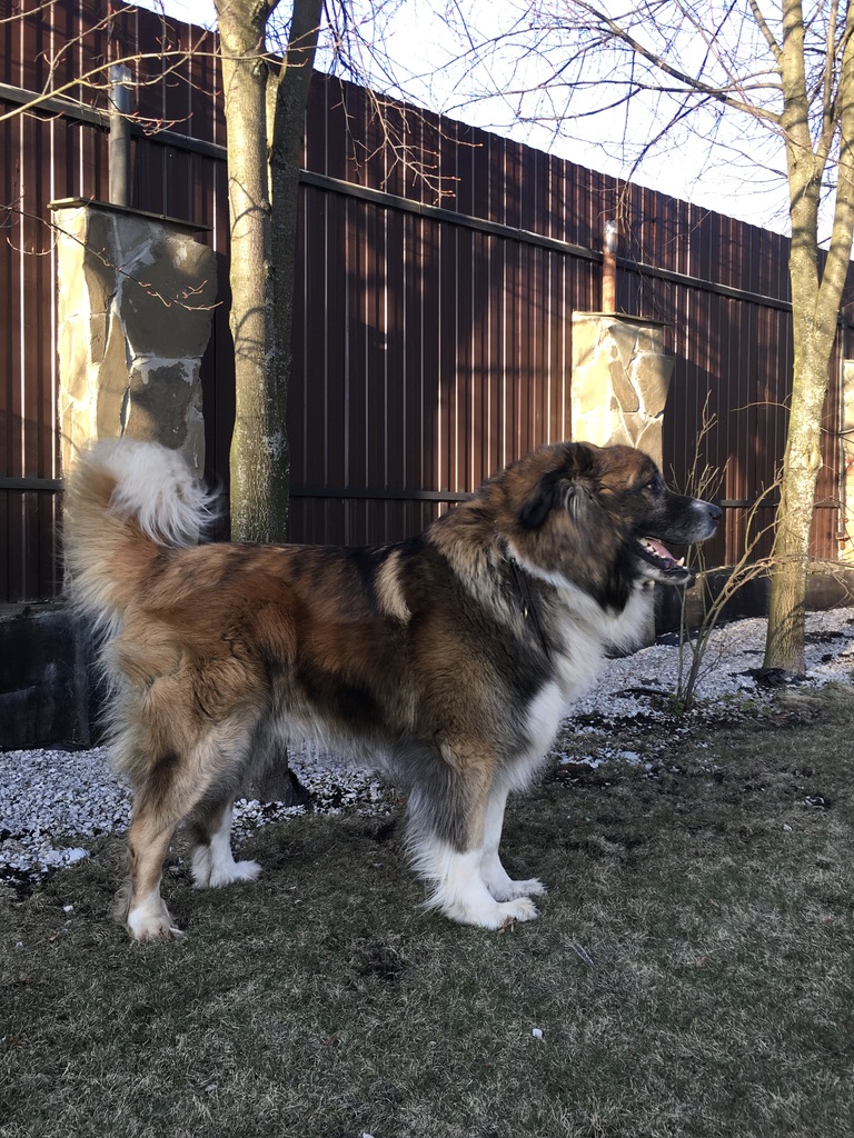 Large mixed breed dog moving from Russia to Japan