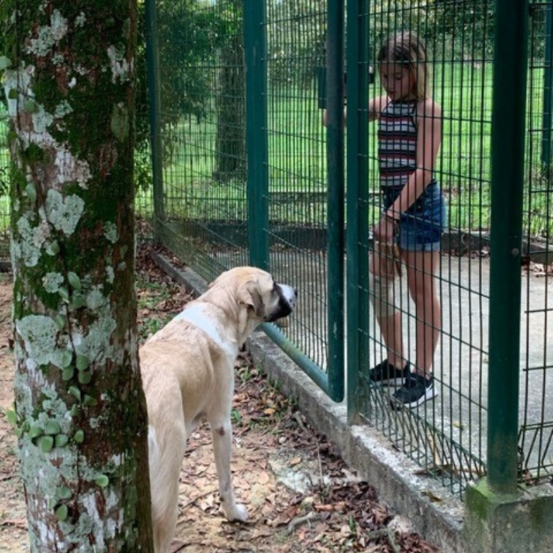 Pets stay in Sembawang Quarantine Facility in Singapore 