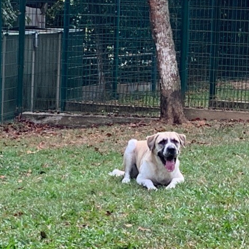 dog relaxing in Singapore Quarantine 
