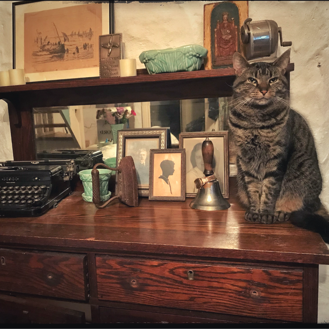 cat at desk in Ireland 