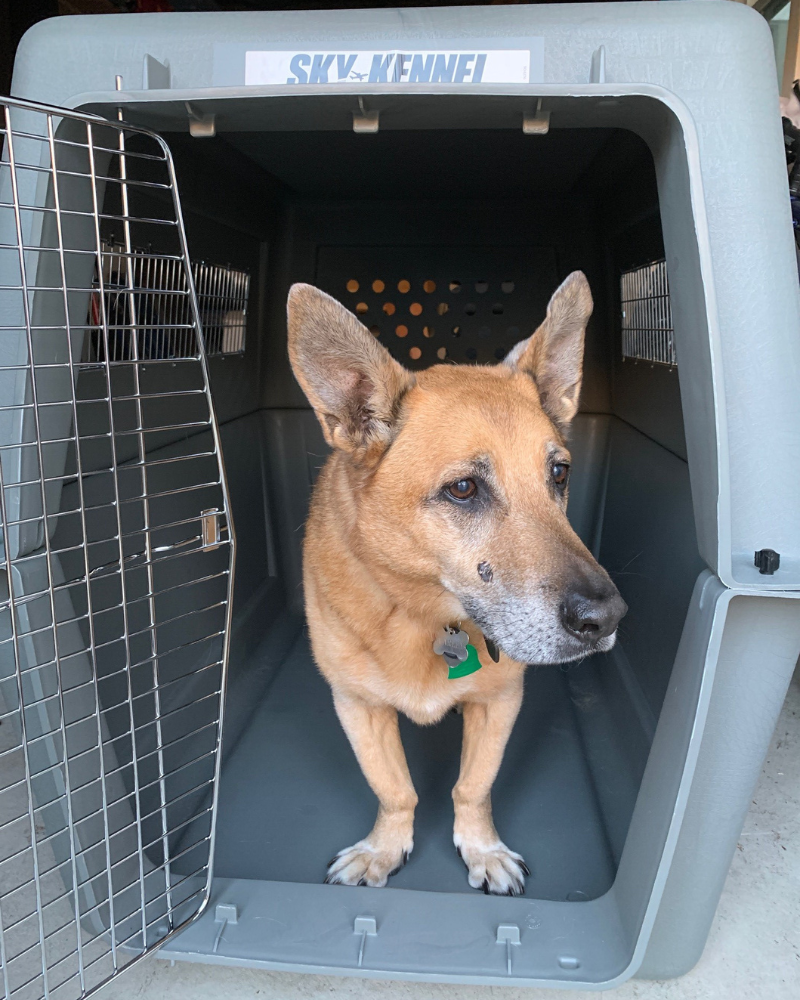 large dog in travel crate 