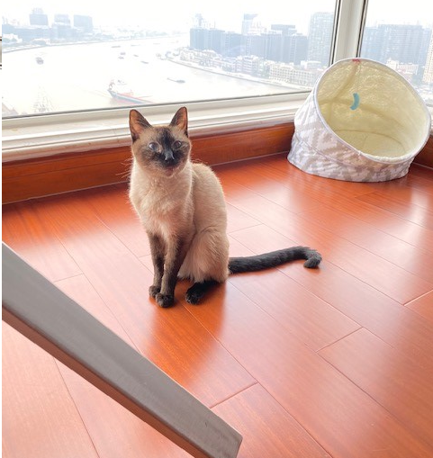 Siamese cat relocates to China