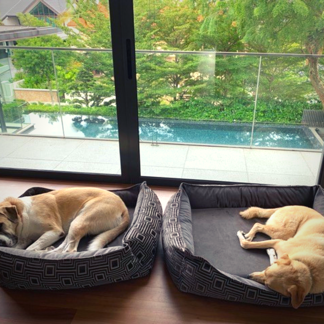 Two large dogs relaxing after a relocation 