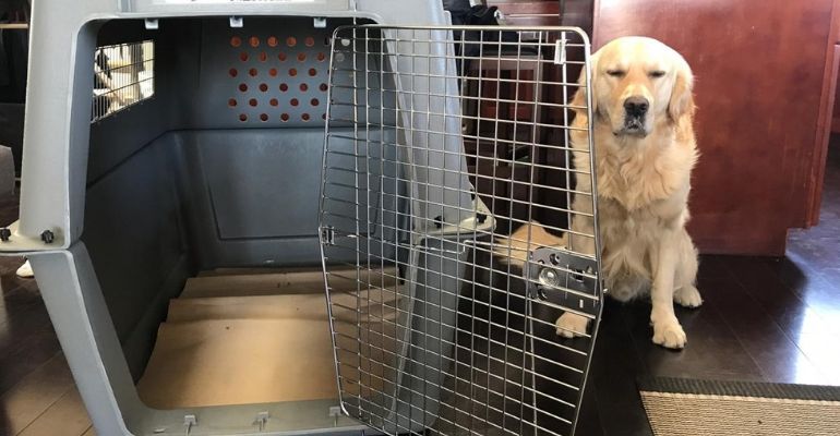 yellow lab next to travel kennel 
