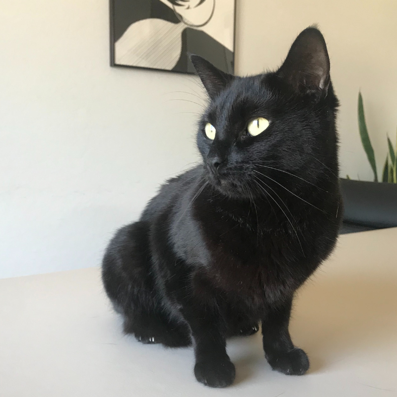 Black cat Maggie flew from the US to the UK