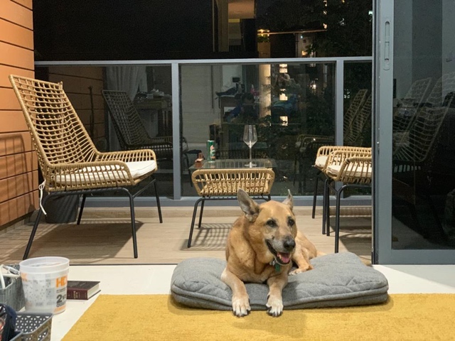 Large dog Marley moved to Singapore 