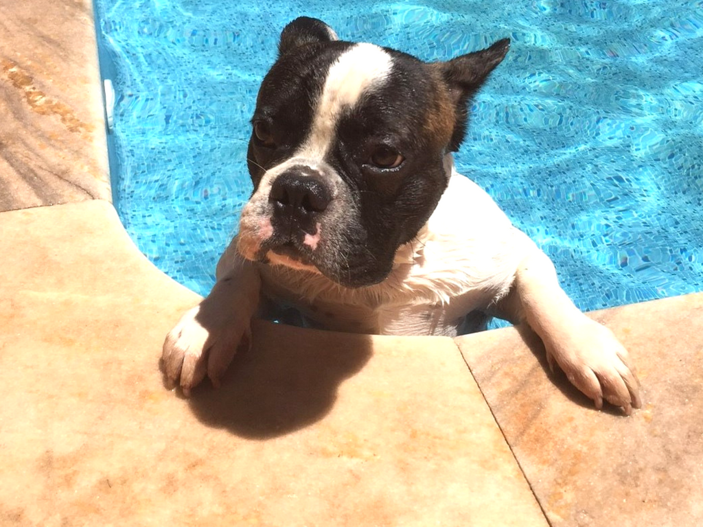 Pierre in the pool