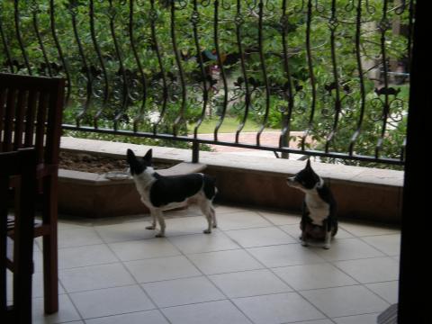 two dogs in china