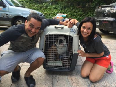 French bulldog moved to Singapore in travel crate