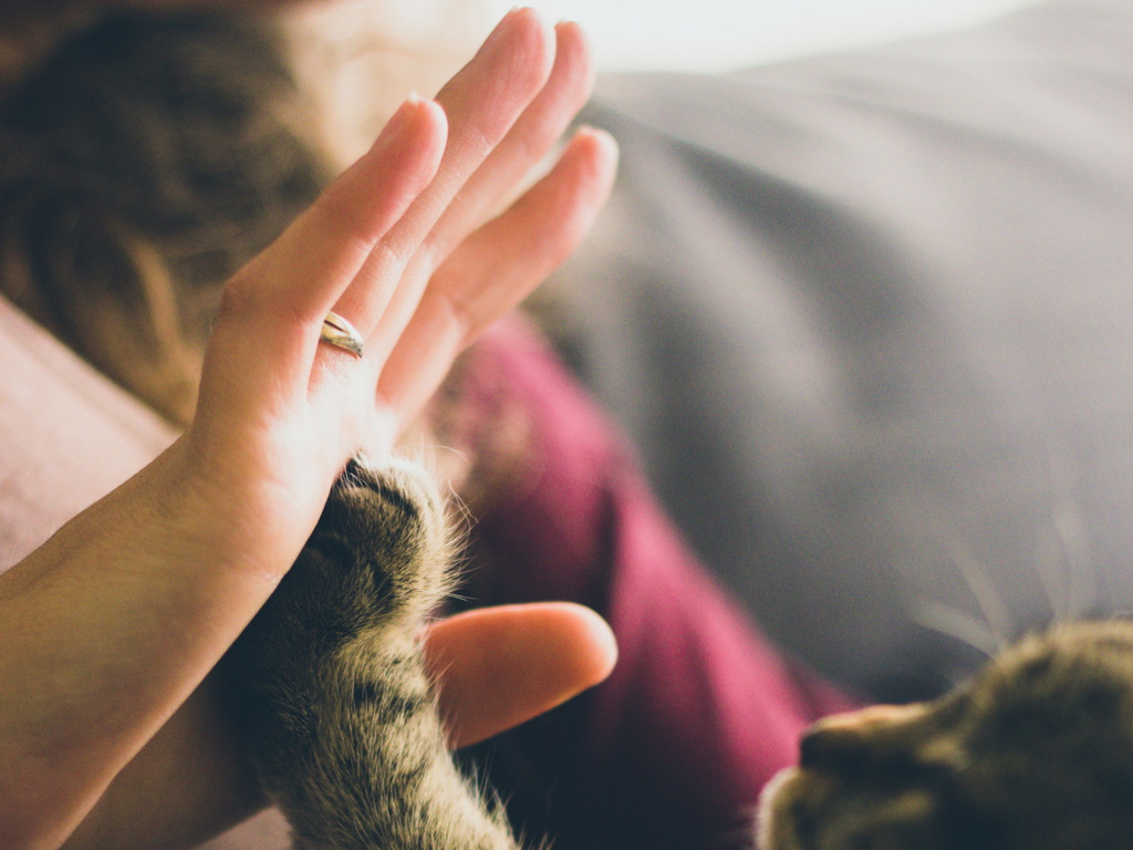 A cat giving a high-five to a lady.