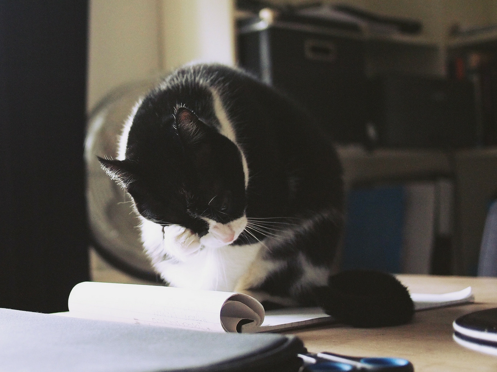 A cat on a desk.