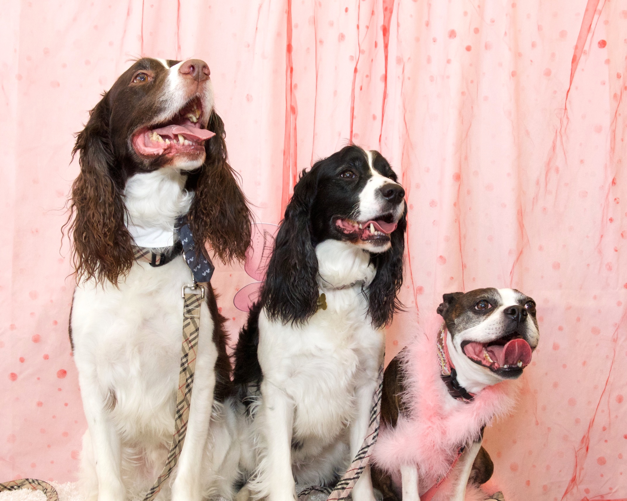 Ashley's dogs George, Riley and Aston - Valentine Photo Shoot benefiting Mid-America Boston Terrier Rescue