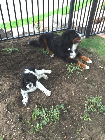 Bernese mountain dog needs custom kennel to move to US