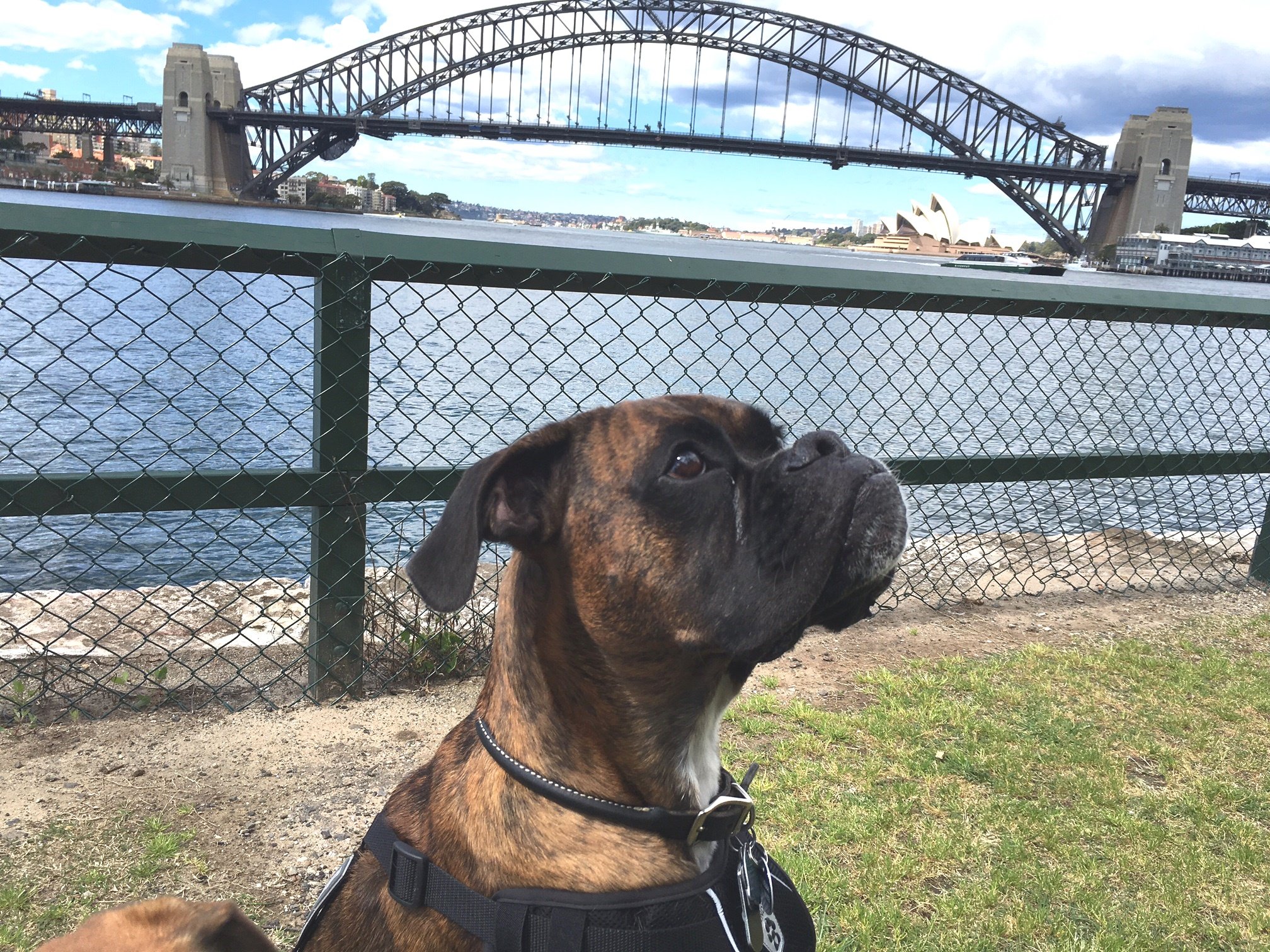 Boxer dogs in Australia