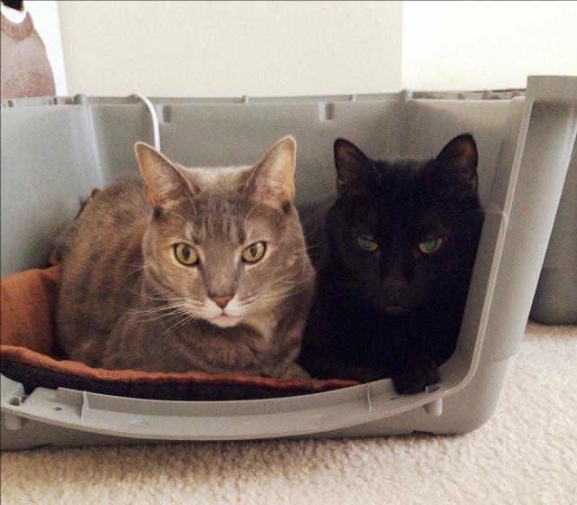 cats in a crate