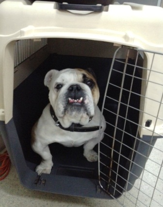 dog in travel crate