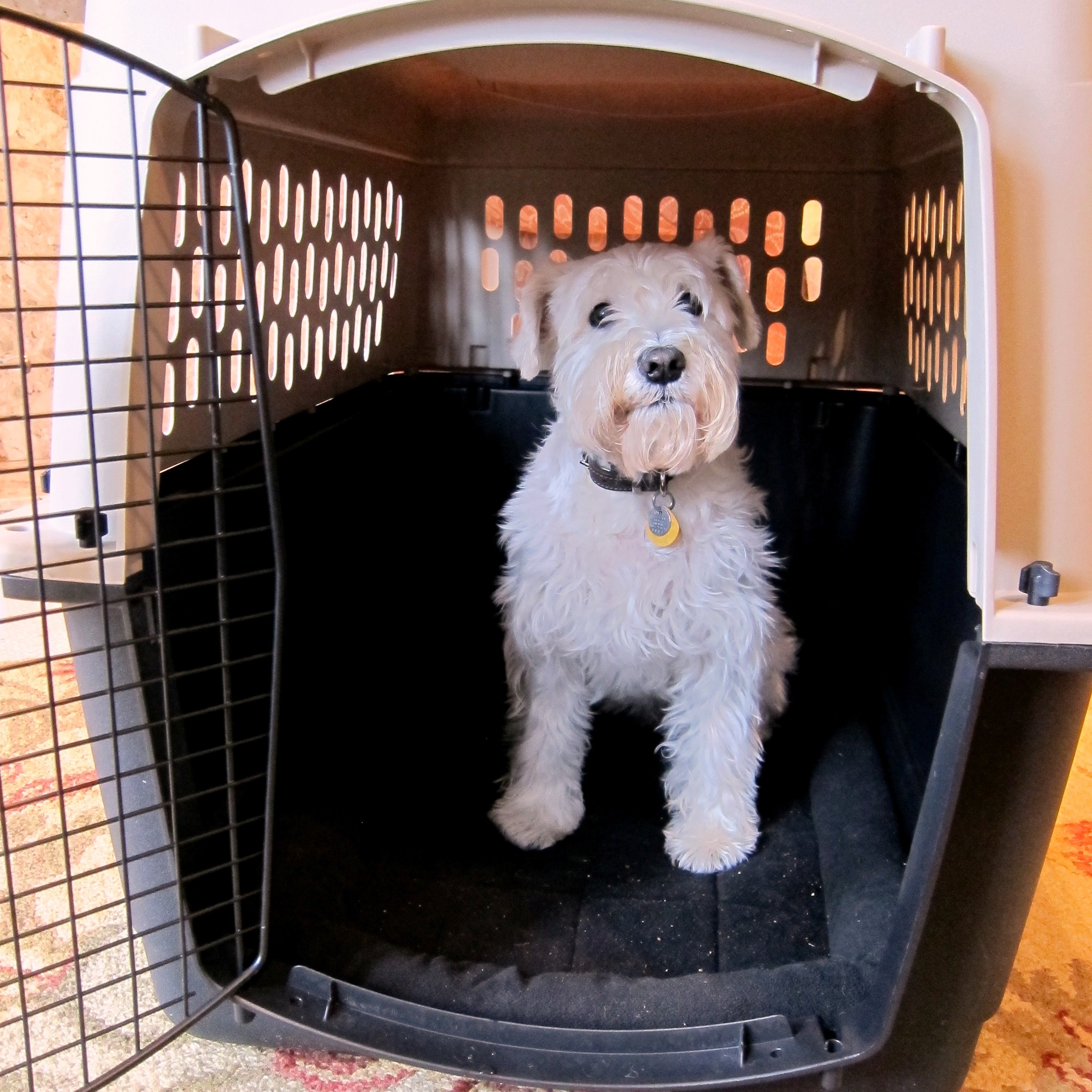 chase in his travel crate