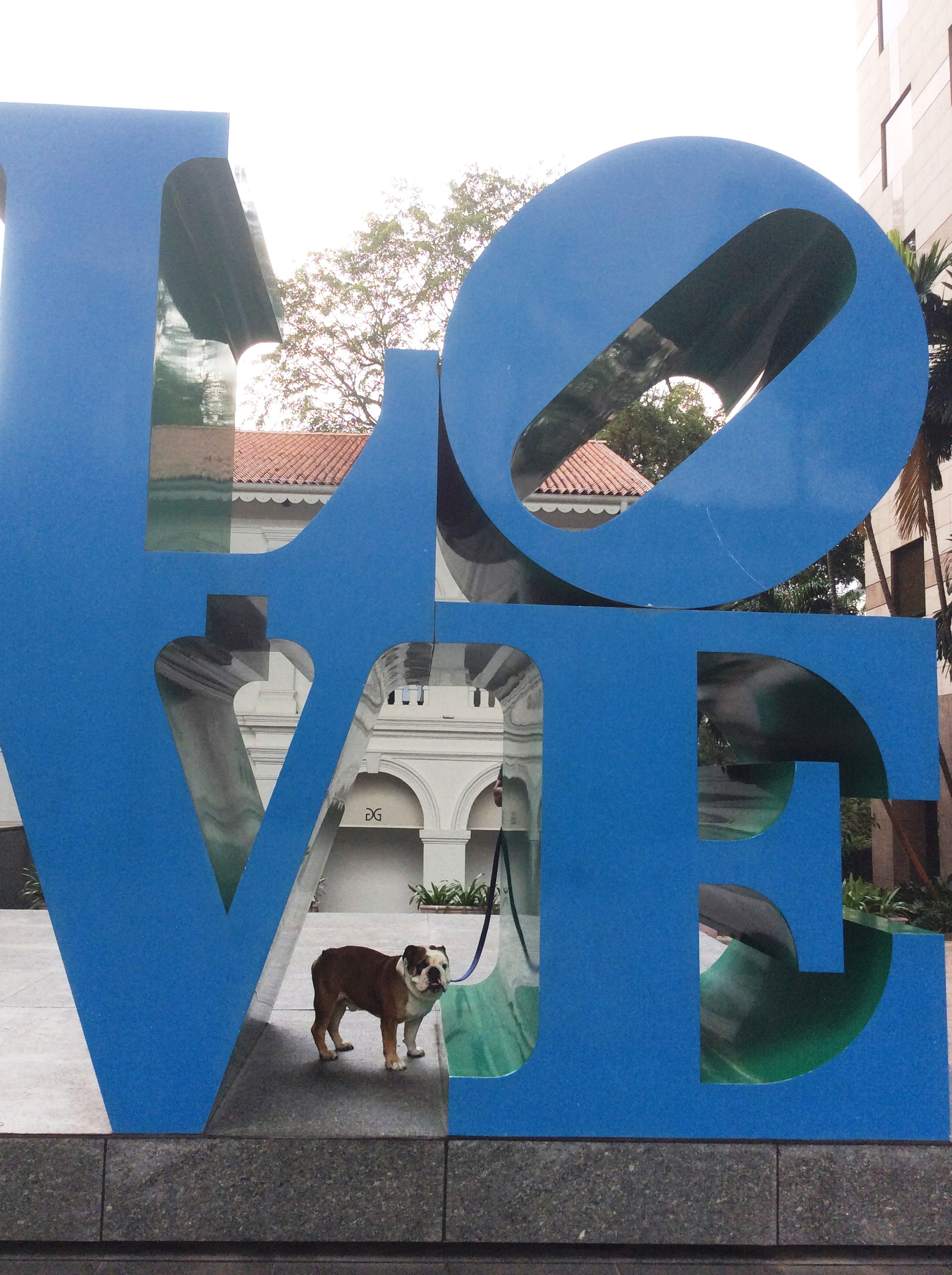 English bull dog relocates to Singapore 