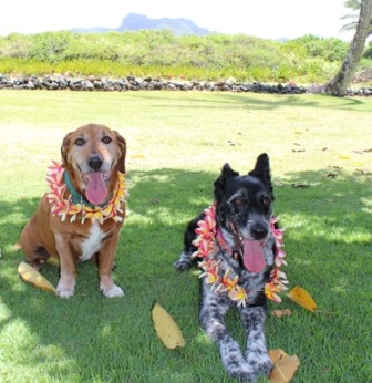 dogs in hawaii
