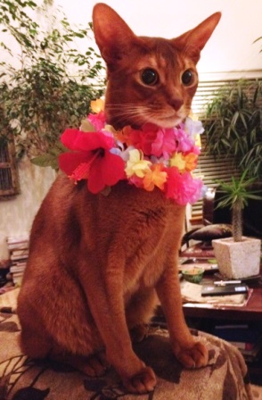 hawaii cat