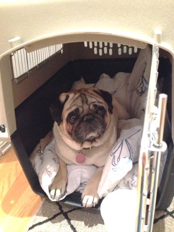 pug in travel kennel
