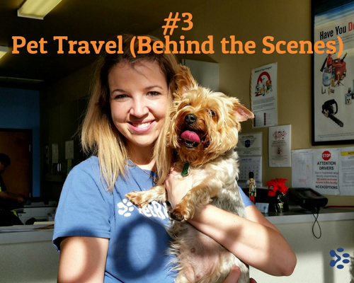 pet travel behind the scenes