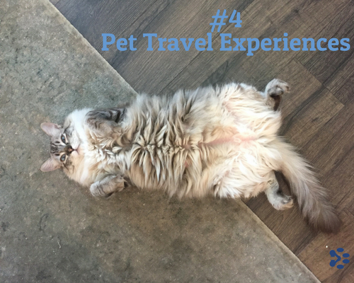pet travel experiences