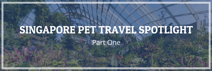 singapore pet travel spotlight part one