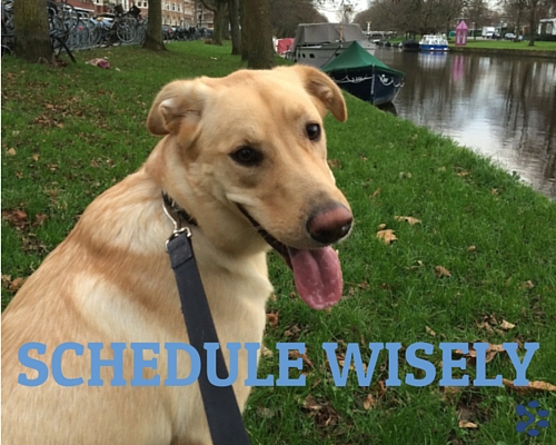 dog: schedule wisely