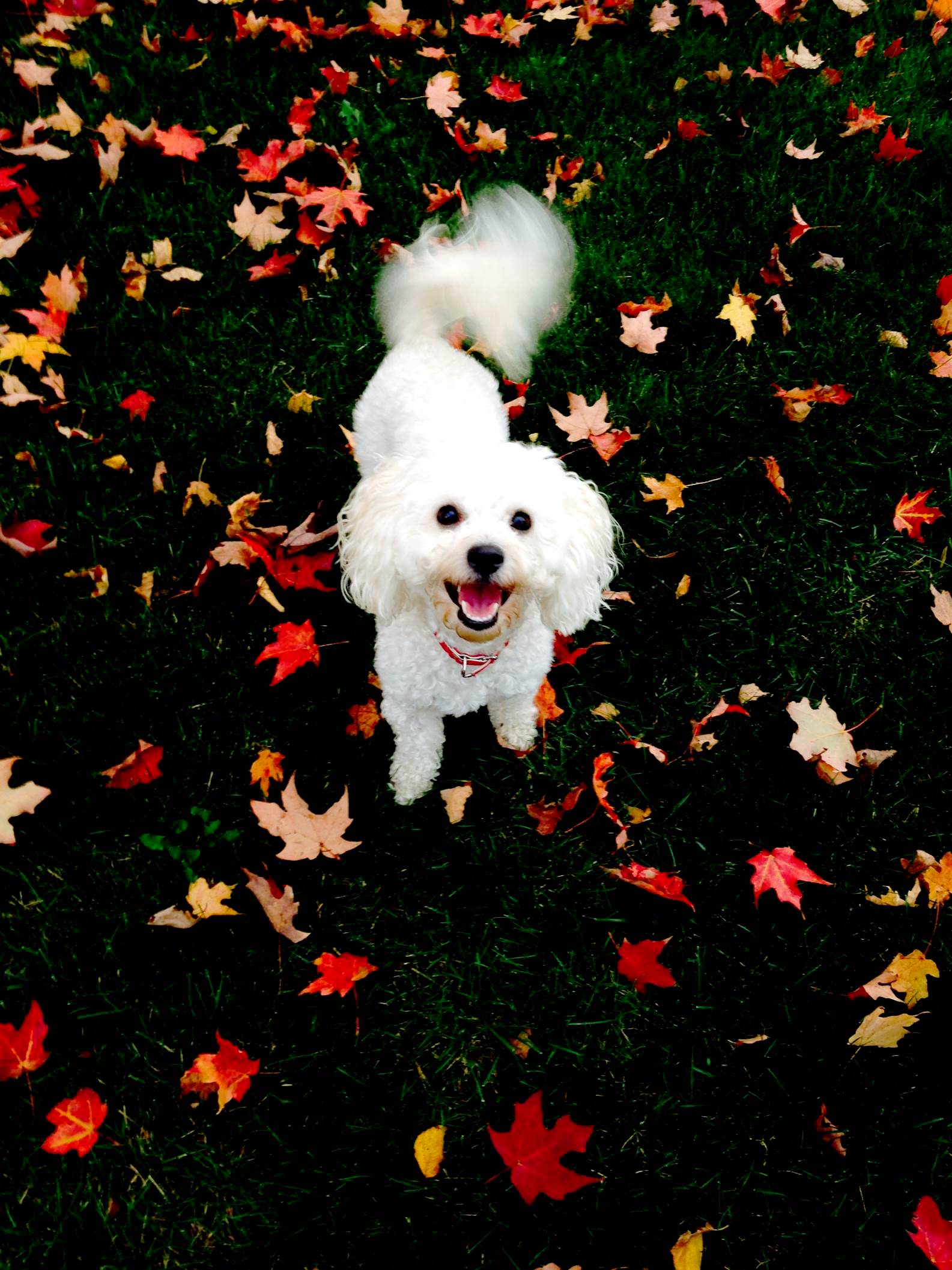 5 Tips for Safe and Easy Fall Pet Travel