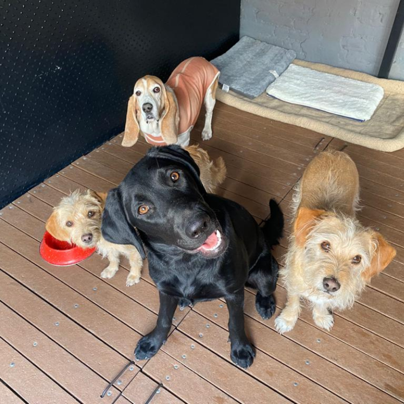 4 dogs shipped to United Kingdom 