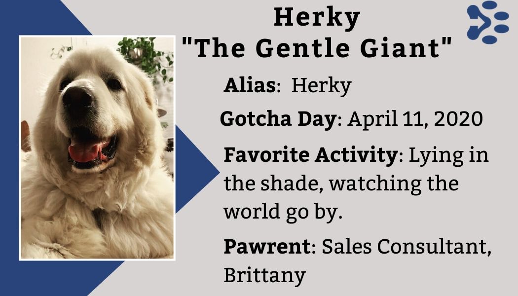 Herky's trading card 