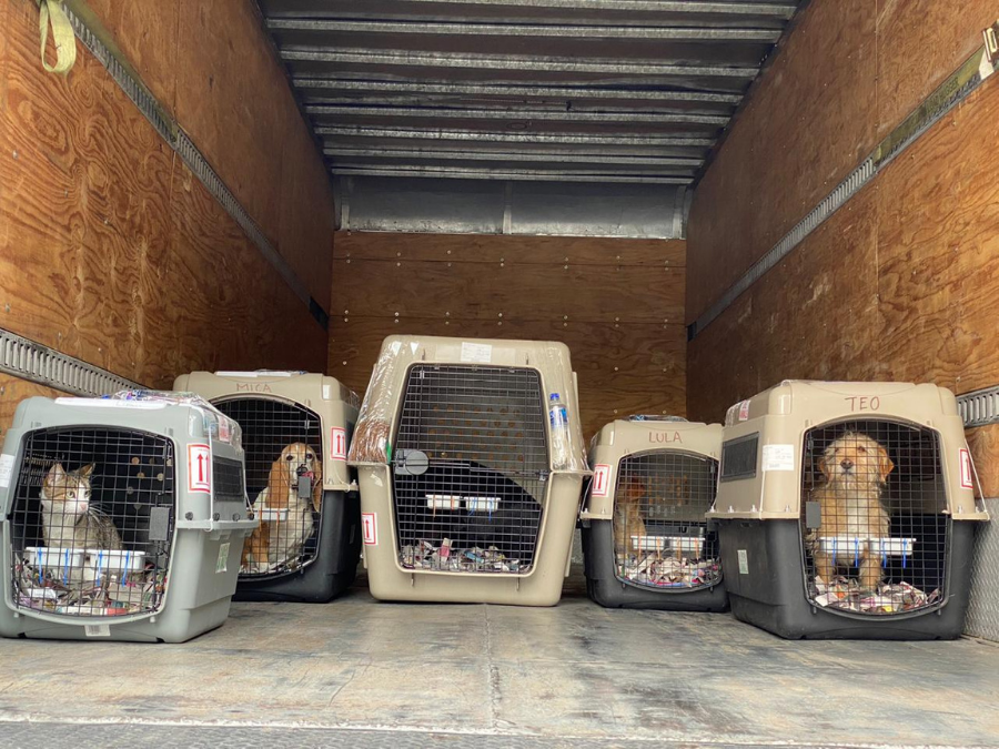 five pets in their travel crates to fly to the UK
