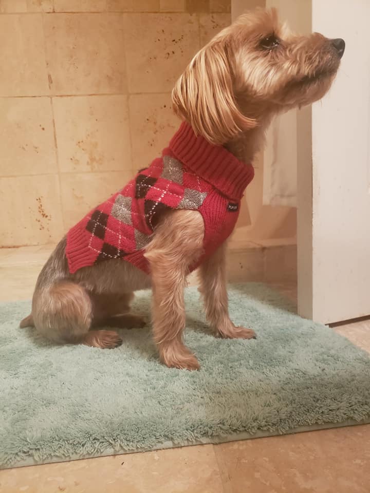 small dog Teddy modeling a sweater