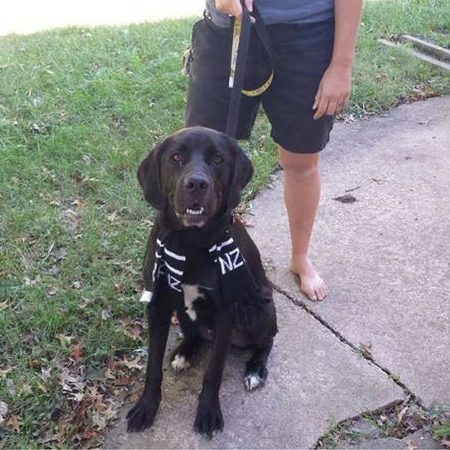 black lab mix in new home of New Zealand after being shipped from Houston