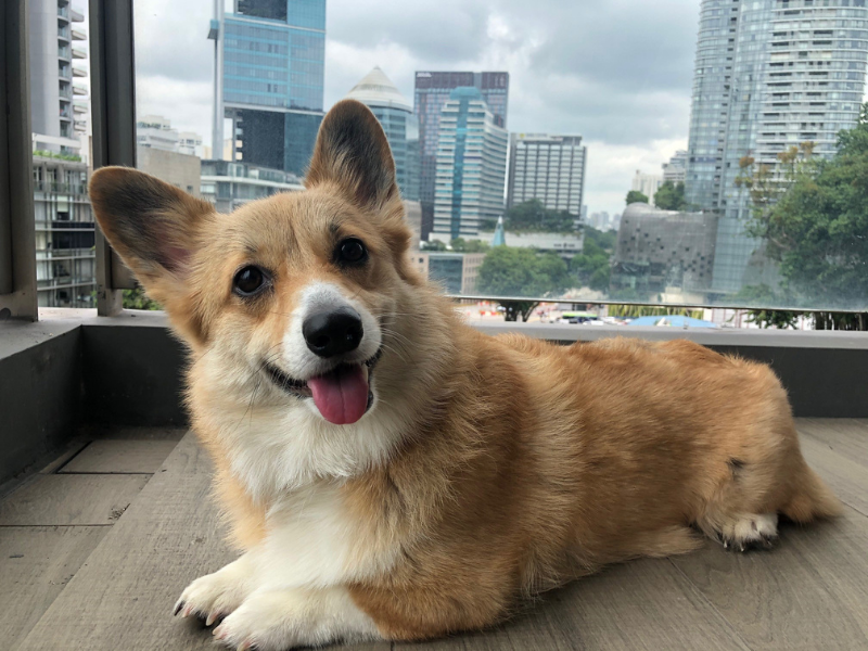 Corgi moved to Singapore with PetRelocation  