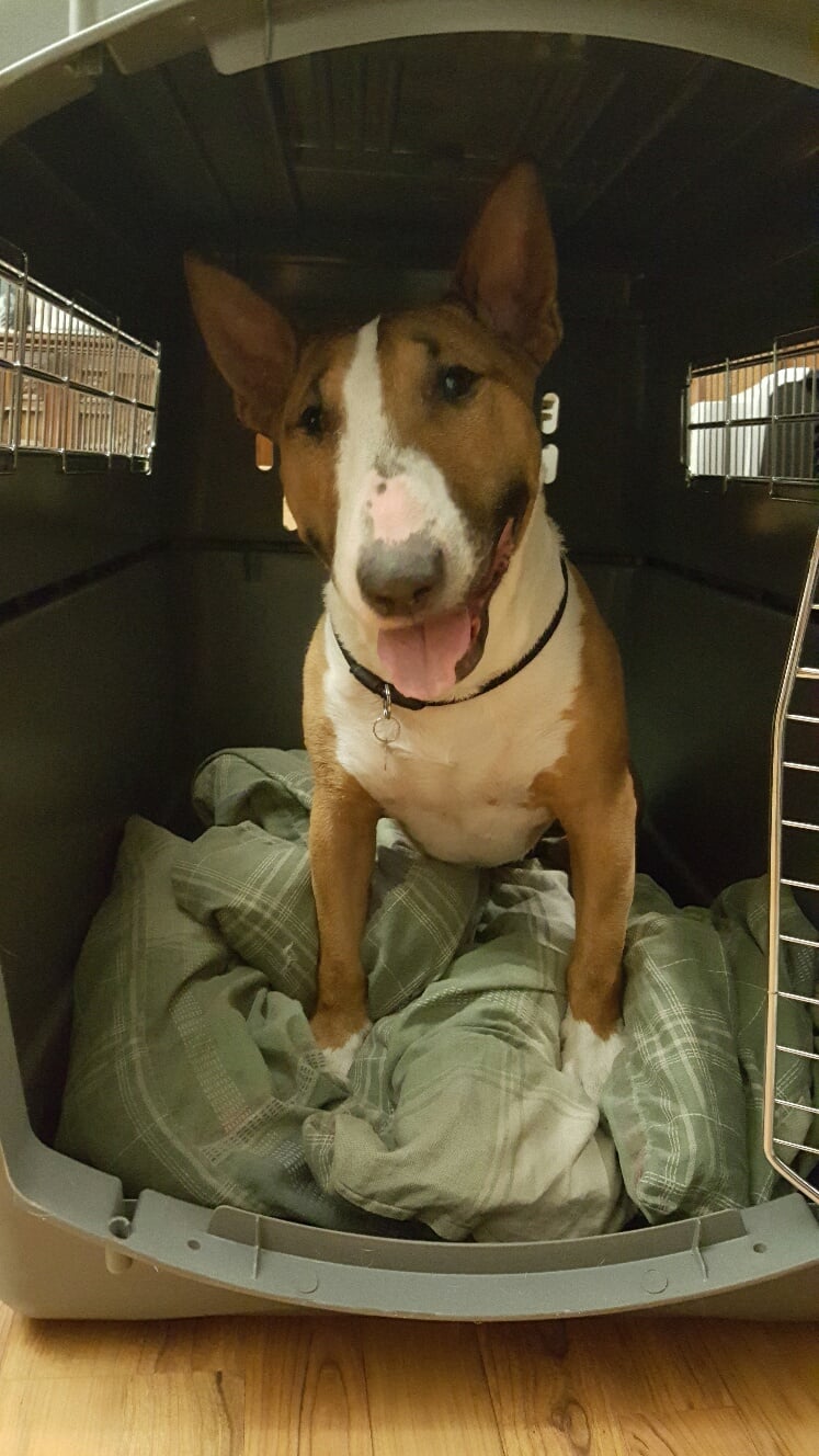 dog in travel kennel before relocation to Manchester, England