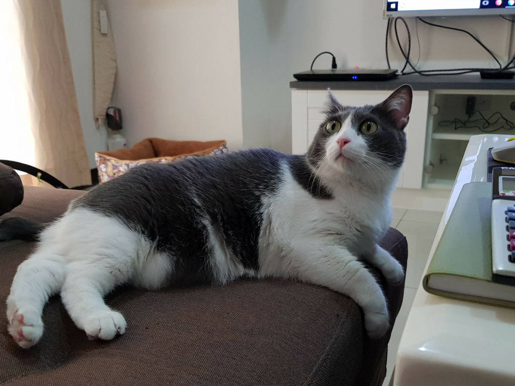 cat moves to Taiwan, looks surprised