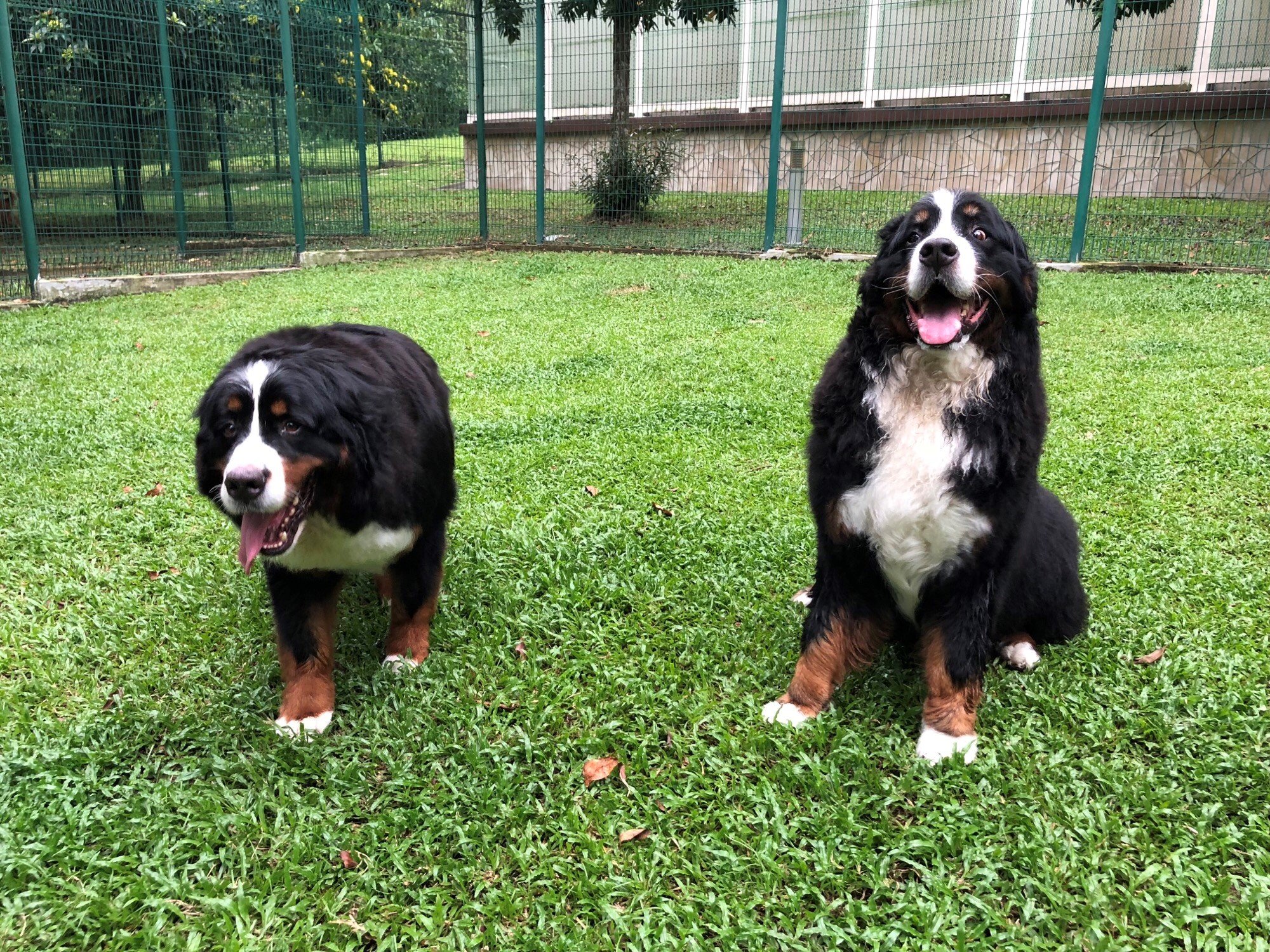 dogs in Singapore quarantine doing great
